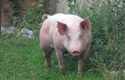 ����̰С���ˡ���������ʧĸ�� ĸ�������Լ��ؼ�